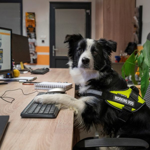 Border collie achter laptop op het kantoor